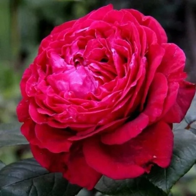 Роза 4 ВЕТРОВ флорибунда  в Костроме