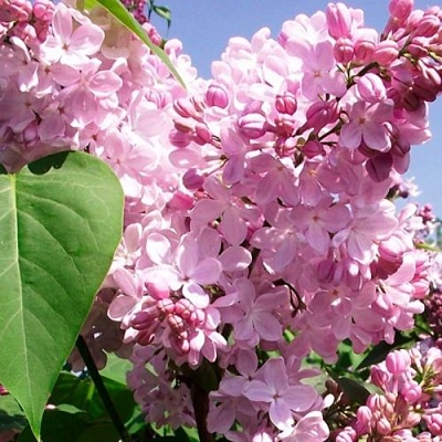 Сирень АДЕЛИНА в Костроме