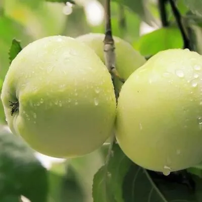 Саженцы яблони оптом в Костроме