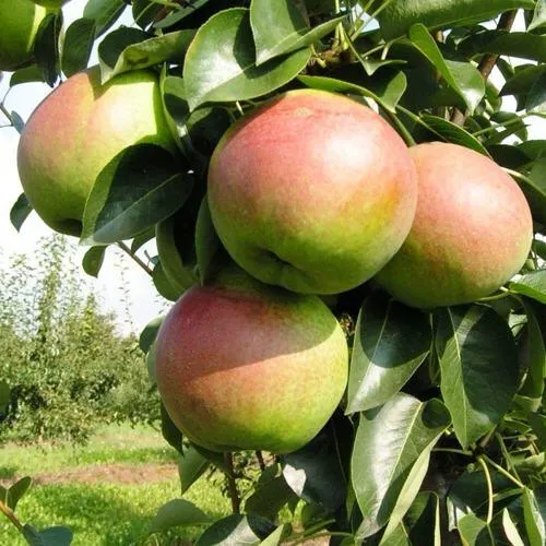 Груша КУПАЛА в Костроме