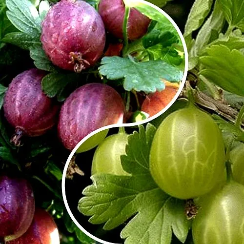 Комплект РЕДКИЙ СЧАСТЛИВЧИК в Костроме