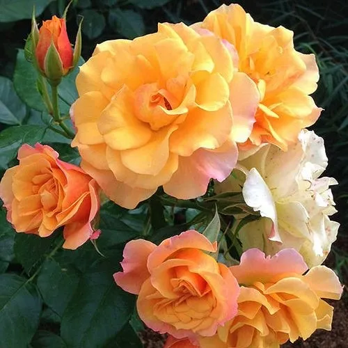 Роза ТЕКИЛА флорибунда  в Костроме