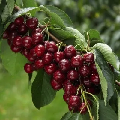 Саженцы вишни оптом в Костроме